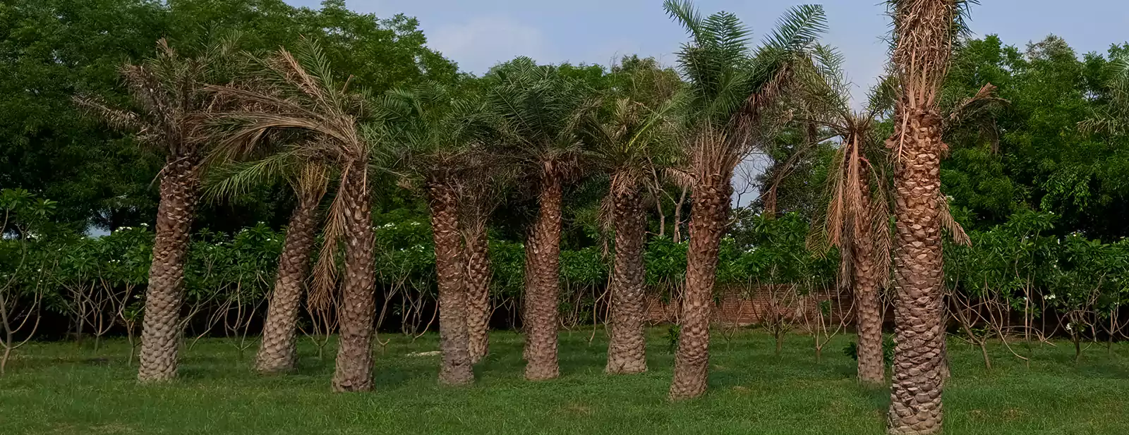 nursery plants near me skyhigh greens