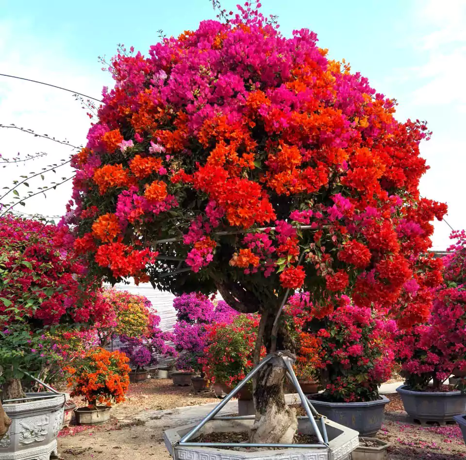 Boungainvillea skyhigh greens