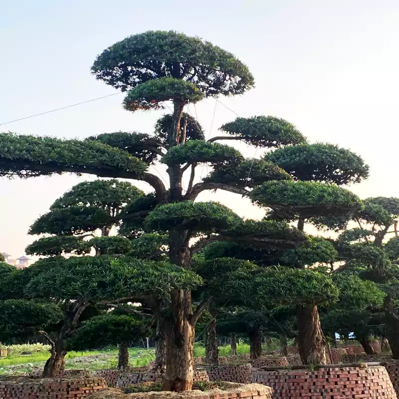 Conocarpus tree skyhigh greens