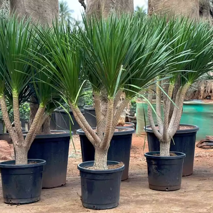 Dracaena Draco skyhigh greens