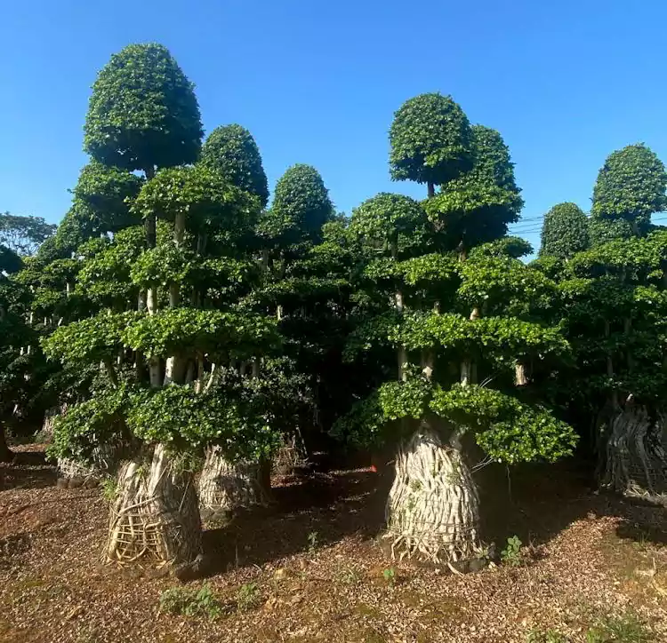 Ficus plant- skyhigh greens