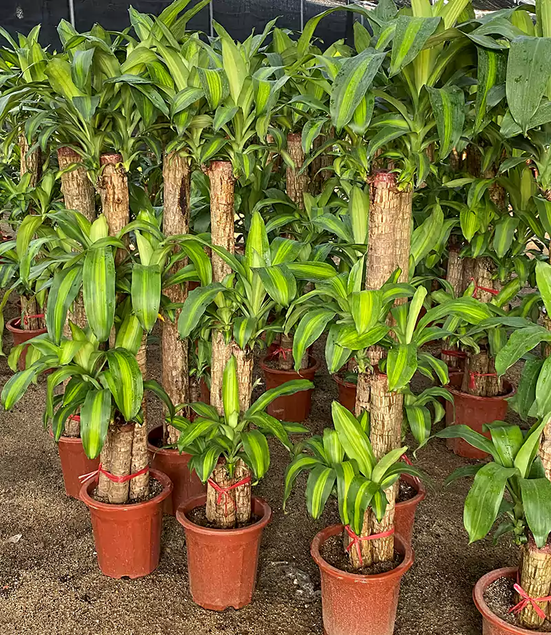 Indoor Plants skyhigh greens