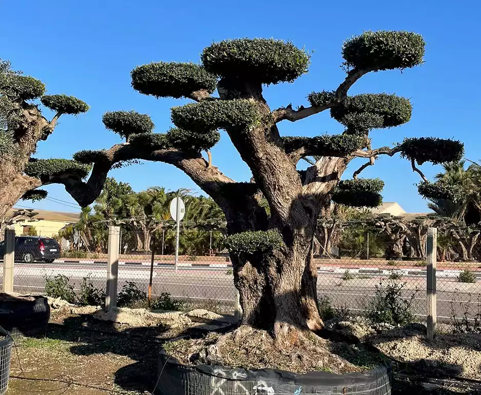 olives tree- skyhigh greens