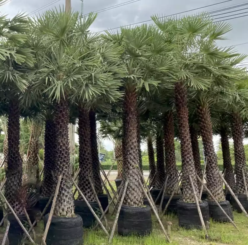 Palms tree- skyhigh greens