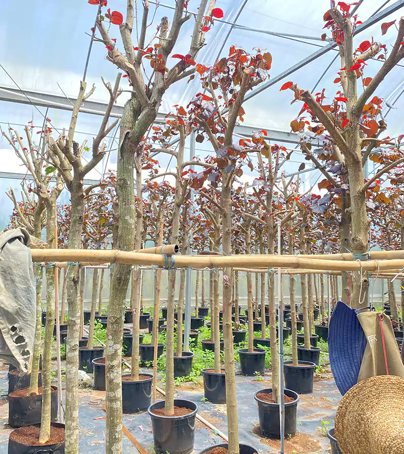 nursery trees skyhigh greens